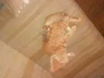 Котик в апараті Ілізарова зверху