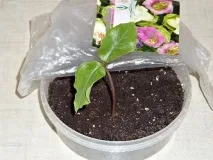 коли