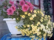 Коли сіяти квіти ампельні коли