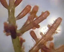 водорасли водорасли