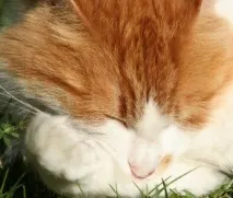 котки поддържат