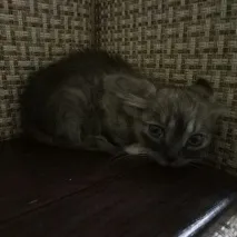 това отново през нощта