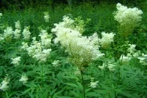 полезни meadowsweet