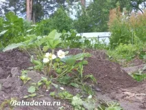 отървете страната