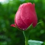 LiveJasmin – огляд популярного вебкам сайту огляд