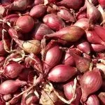 Цибуля шалот опис, сорти, варіанти посадки, правила догляду, розмноження, корисні властивості, цибуля