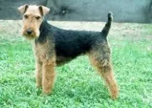 Лейкленд-тер’єр Lakeland Terrier лейкленд-тер