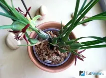 maxillaria maxillaria