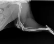 univet котки