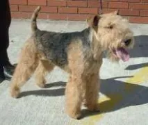 Лейкленд-тер’єр Lakeland Terrier lakeland