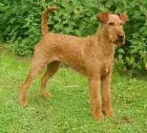 Лейкленд-тер’єр Lakeland Terrier terrier