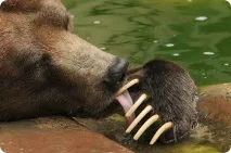Ursus arctos кафява мечка