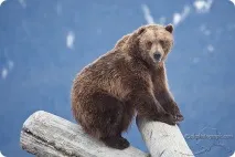 Ursus arctos кафява мечка