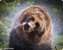 кафява мечка гризли