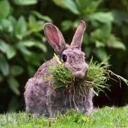 відео
