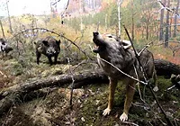 Національний парк Прип’ятський національний