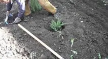 Ялівець лускатий Блю Стар - посадка та догляд, фото в ландшафтному дизайні, опис, відео стар