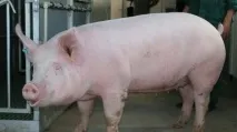 М’ясні породи свиней, БудСад свиней