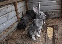 можна