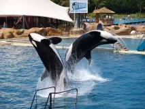 Морський парк Marineland Antibes, Антіб антіб
