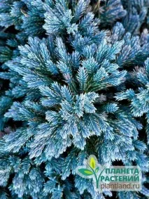 blue хвойна