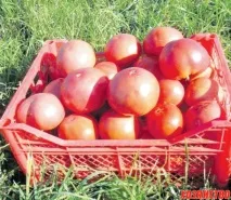 улюблені