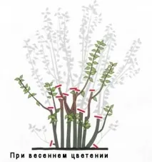 градински градински