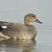 Опис породи качки Широконоска фото та відео огляд опис