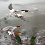 Опис породи качки Широконоска фото та відео огляд качки