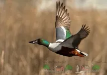 Опис породи качки Широконоска фото та відео огляд опис