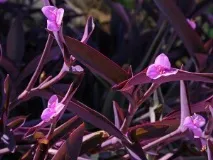Очищаємо повітря із традесканцією, eco-boom повітря