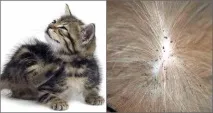 бълхи котетата