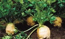 корен zemlyachok