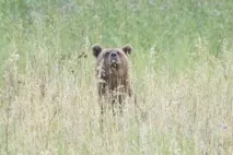 вівсах