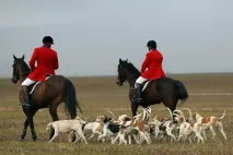 койот койот