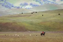 Лъвското сърце изкуствена пътека