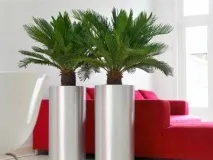 основни дома