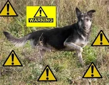 Основні випадки, небезпечні для життя собаки випадки