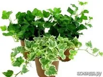 бръшлян Hedera апартамента