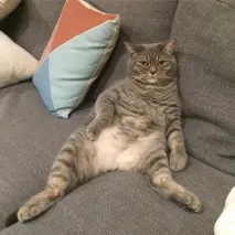 котката тефтелкин