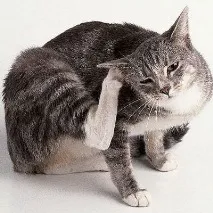 котката защо