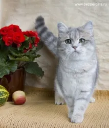 Peppercats Florencia SuperMurrCat ay23 supermurrcat