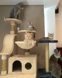 котката котката