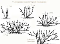 ягіднихчагарників