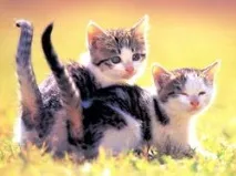 бъде разделена котки