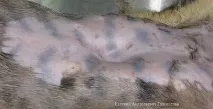 професионален софтуер