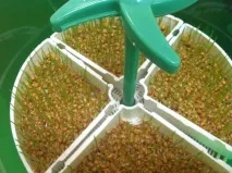 семена разпръсквачи