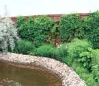 Рослини для різних зон водойми, Ставки, водойми, фонтани, Журнал «Будинок та сад» рослини