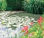 Рослини для різних зон водойми, Ставки, водойми, фонтани, Журнал «Будинок та сад» фонтани