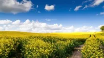 рапица рапица